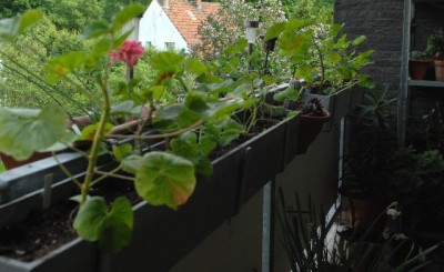 Balkon2013 114yy.jpg