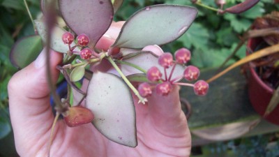 Hoya bilobata.JPG