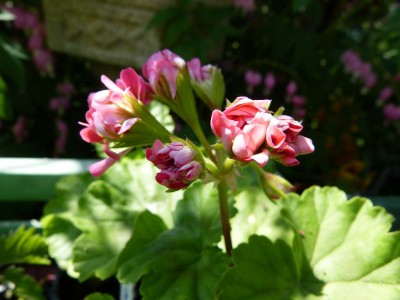 P1140433Pink RAmbler.jpg