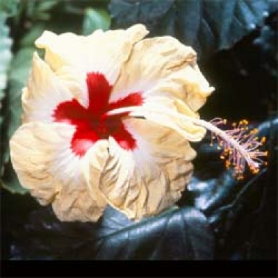 SylviaGoodman.jpg