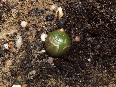 Ornithogalon longibracteatum.jpg