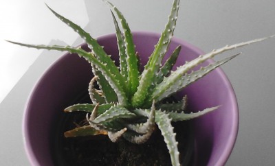 Was ist das fr eine Pflanze? - Aloe humilis  Pflanzenbestimmung &  Pflanzensuche  GREEN24 Pflanzen & Garten Forum