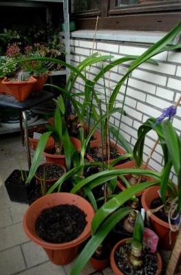 Balkon2013 108yy.jpg