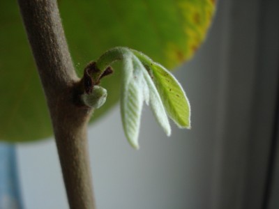 Cherimoya_Blattaustrieb.JPG