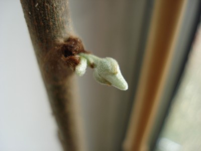 Cherimoya_Bluete_2.JPG
