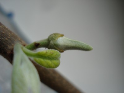 Cherimoya_Bluete_1.JPG