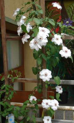 Clematis_weiss.JPG