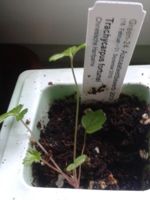 meine Nicht-Hanfpalme.jpg