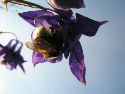 Hummel.JPG