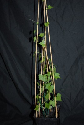 Cucurbitaceae 005yy.jpg