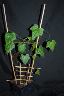 Cucurbitaceae 004yy.jpg