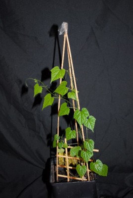 Cucurbitaceae 003yy.jpg