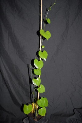 Cucurbitaceae 002yy.jpg