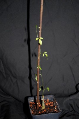 Cucurbitaceae 001yy.jpg