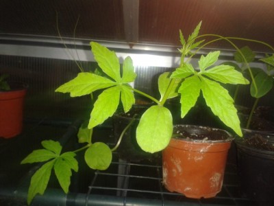 2013-05-20 20.54.58.jpg