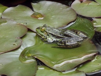 DSCF5481 (400x300).jpg