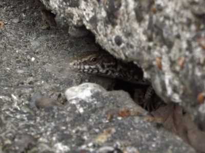 DSCF5478 (400x300).jpg