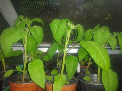 2013-05-20 20.56.17.jpg