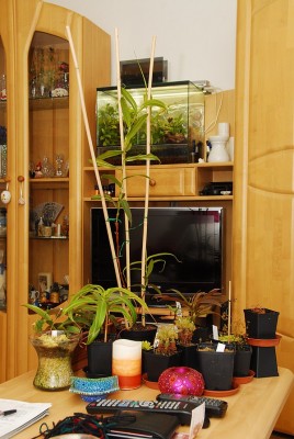 dsc_9970_Karnivoren.jpg