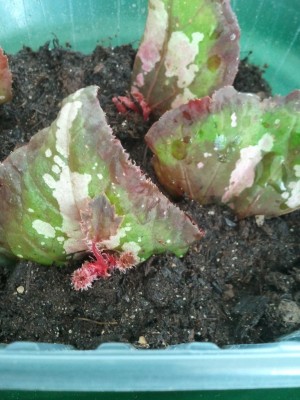 2013-05-22 14.54.46.jpg