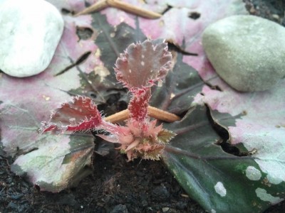 2013-05-22 14.52.00.jpg