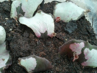 2013-05-22 14.52.16.jpg