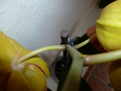 P1000299.JPG