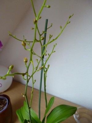 P1000305.JPG