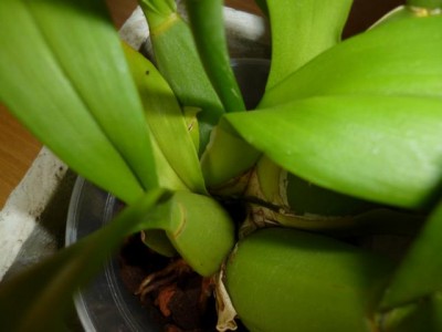 P1000304.JPG
