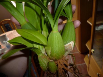 P1000302.JPG