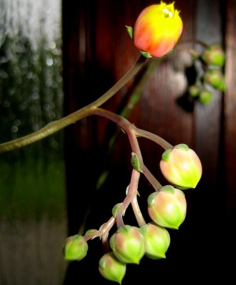 sukkis-0070.jpg