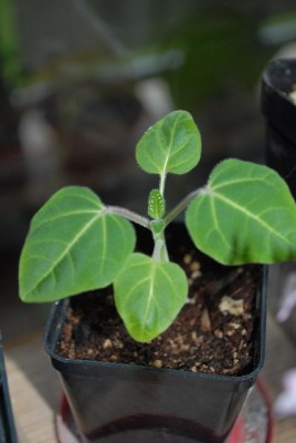 Uncarina 004yy.jpg