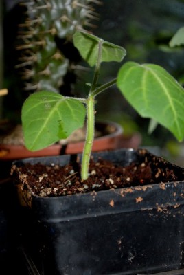 Uncarina 003yy.jpg