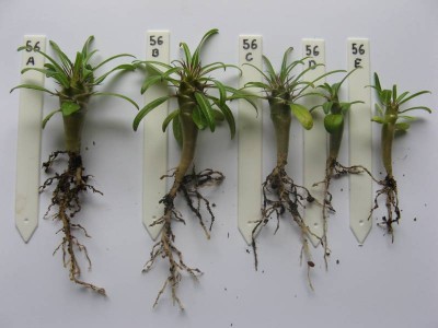 Pachypodium mikea_130522_02.JPG
