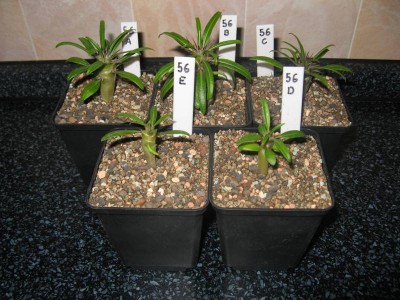Pachypodium mikea_130522_01.JPG