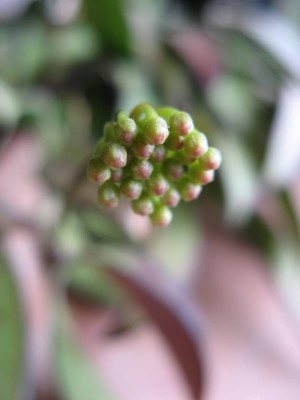 Hoya wayetii_130521_02.JPG