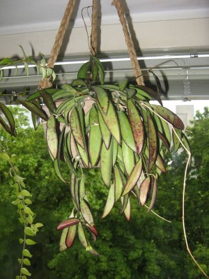 Hoya wayetii_130521_01.JPG