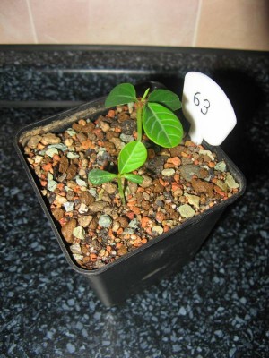 Euphorbia leuconeura_130517.JPG