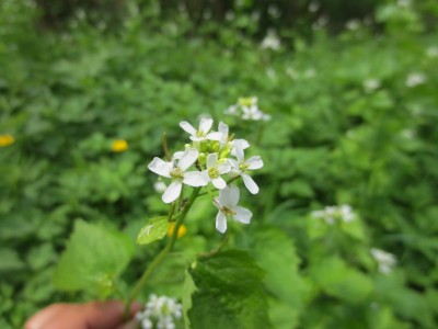 IMG_3046 (800x600).jpg