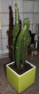 2013-05-23 12.42.21_1.jpg