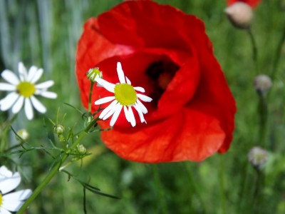 DSCF2493 (800x599).jpg