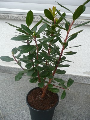 P1100241.JPG