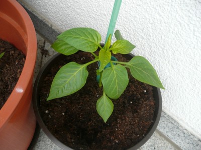 P1100229.JPG