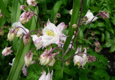 Akelei weiß rosa.JPG