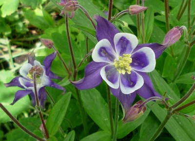 Akelei lila weiß.JPG