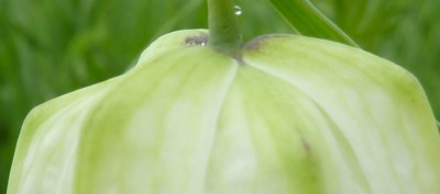 13-05-24raetsel.JPG
