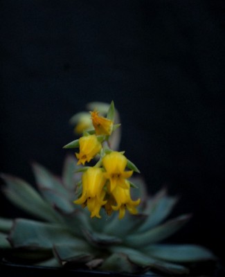 Echeveria213 013yy.jpg