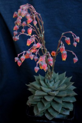 Echeveria213 004yy.jpg