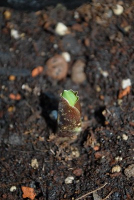 Scadoxus 005yy.jpg