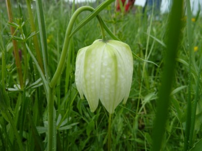 13-05-24-schachblume.JPG
